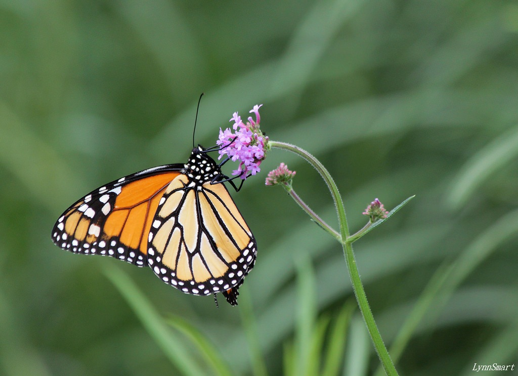 Duke Energy Foundation Grant Helps Create Pollinator-Friendly Habitats