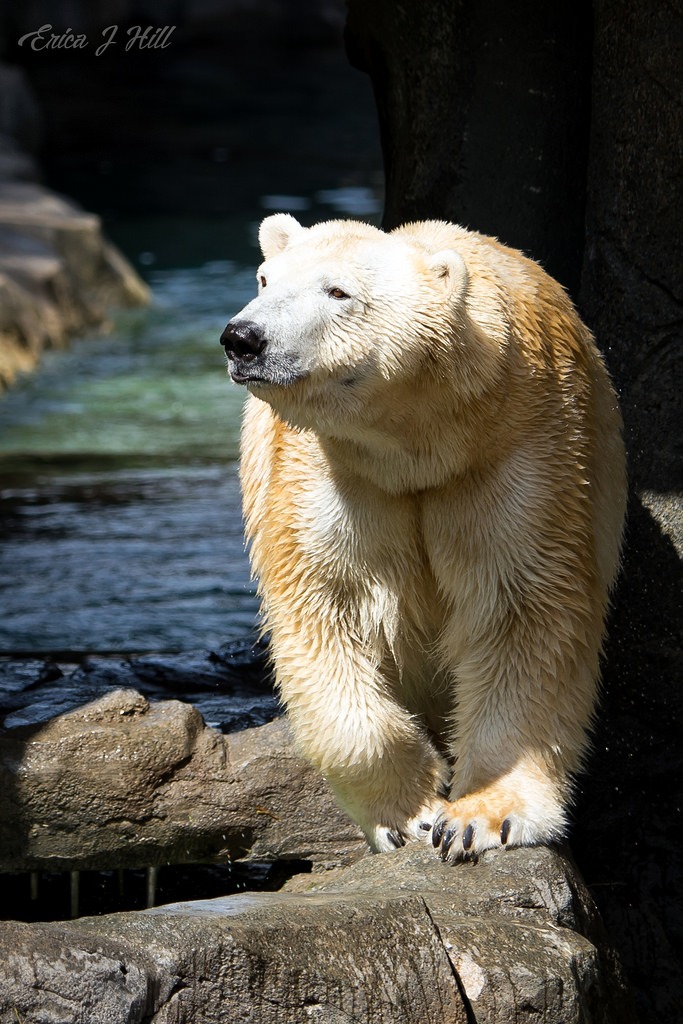 polar bear