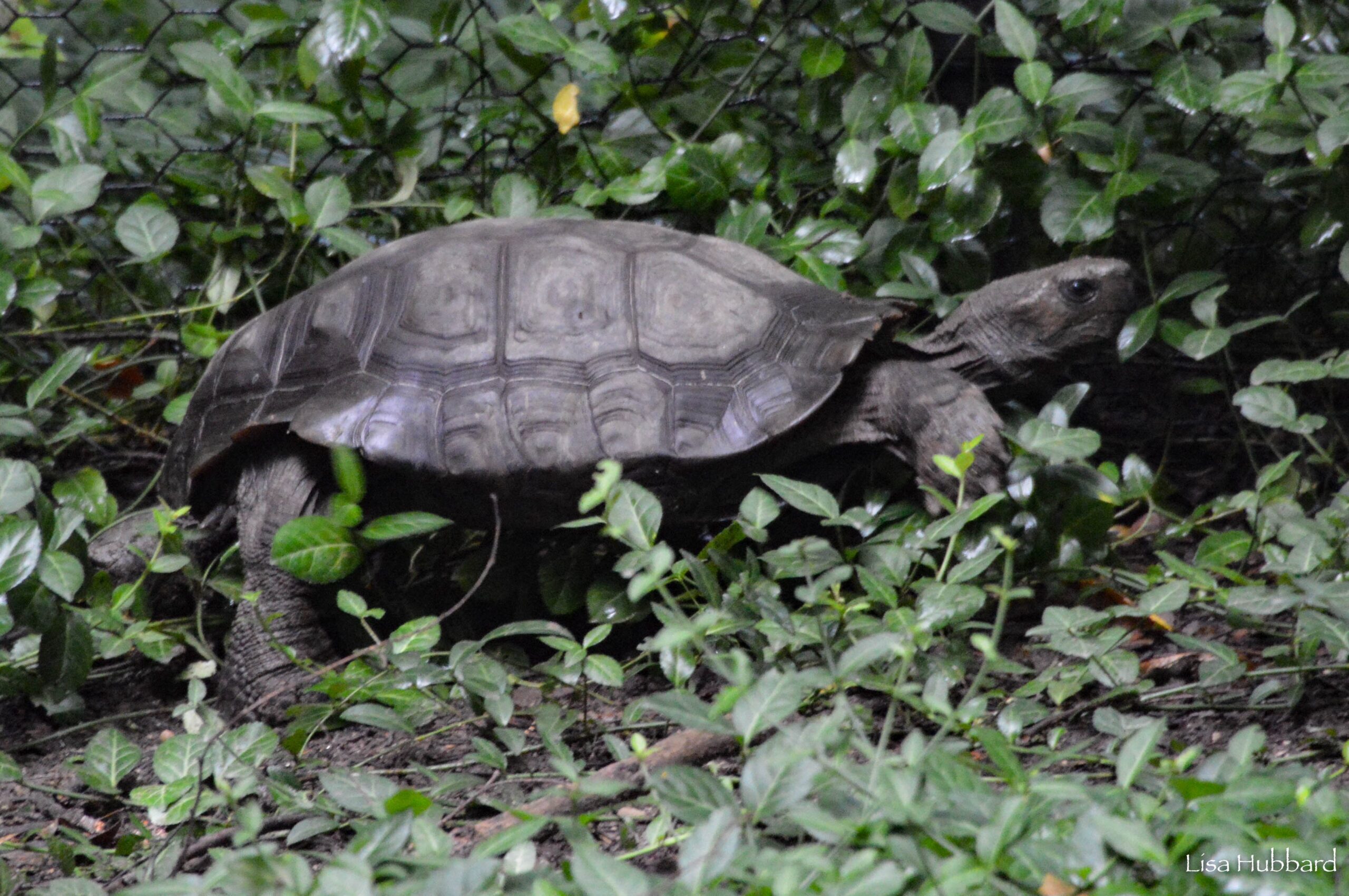 Burmese Brown Mountain Tortoise