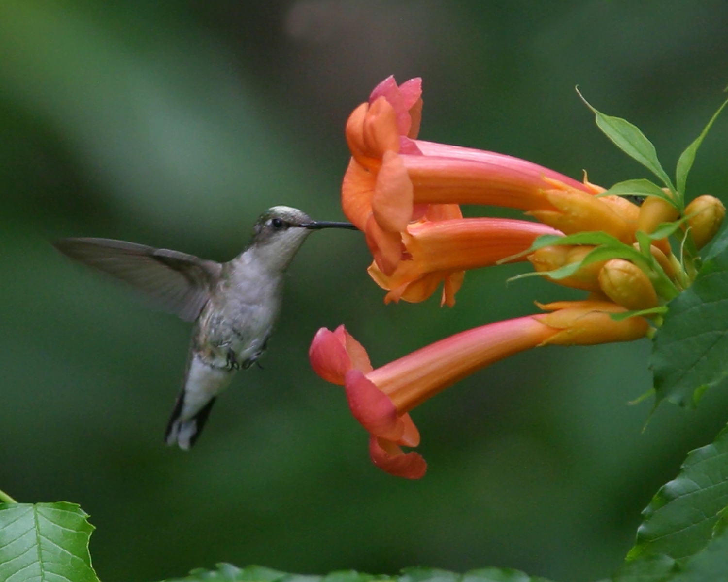 Join the Flock: Protecting Migratory Birds from Window Collisions