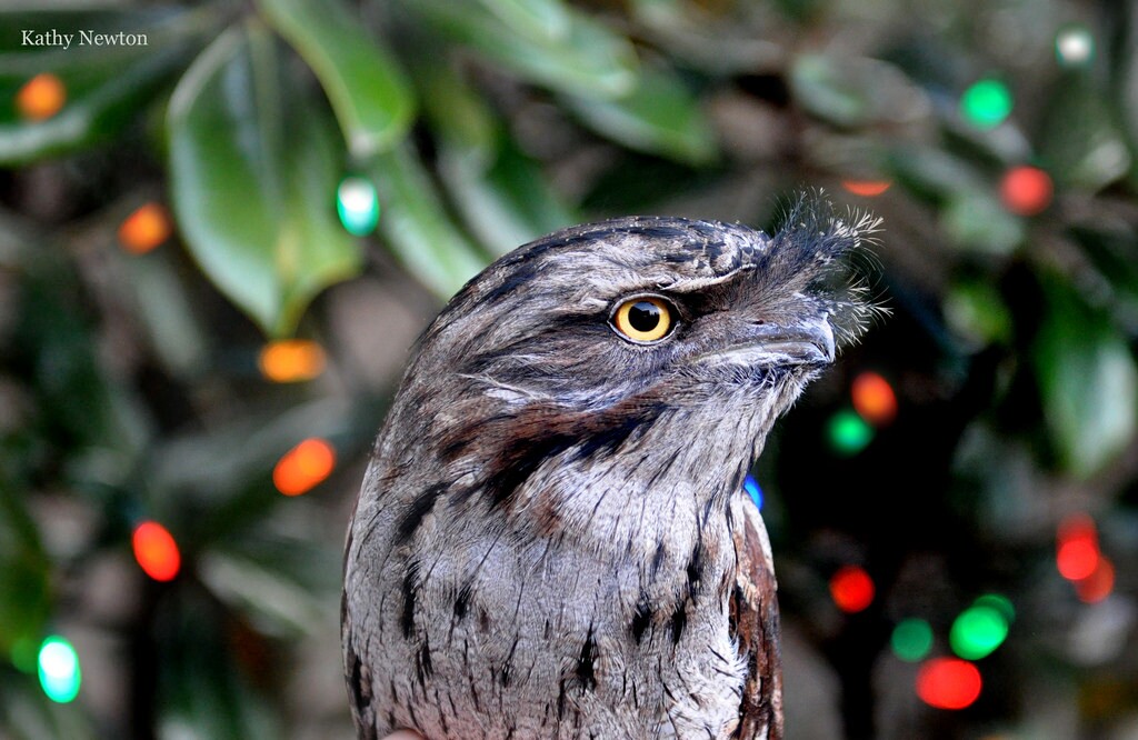 Tawny frogmouth (Photo: Kathy Newton)