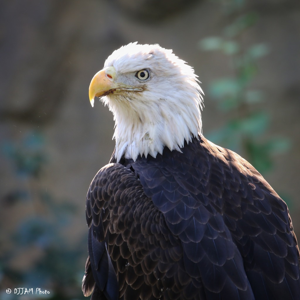 Making a Difference for Birds as Year of the Bird Comes to a Close