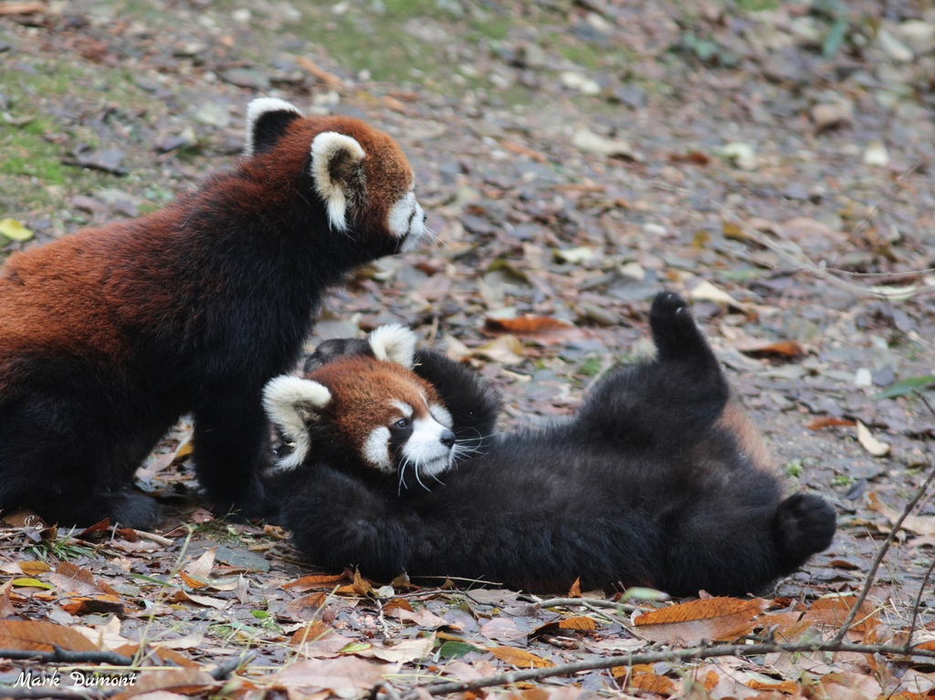 red panda cubs