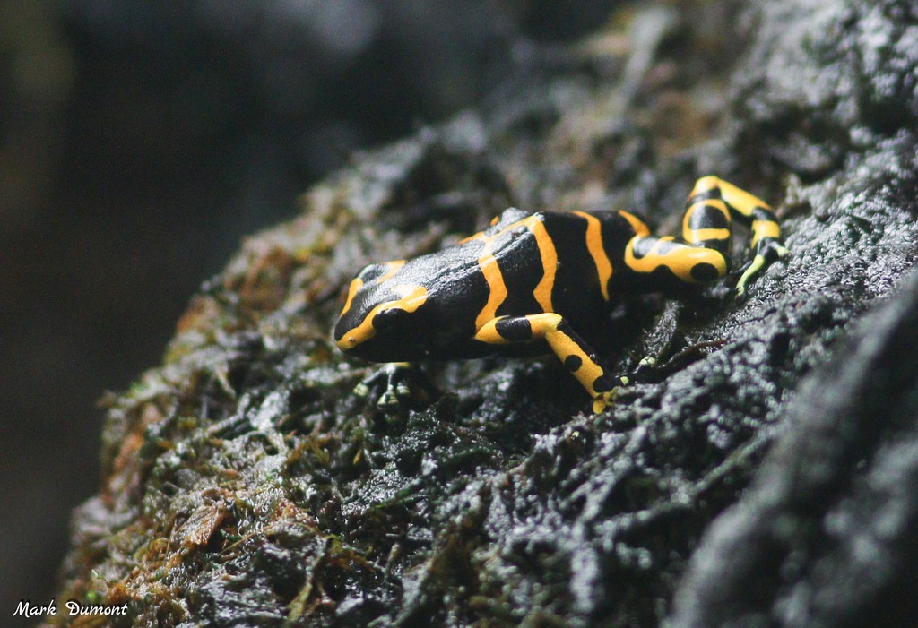 yellow banded poison dart frog
