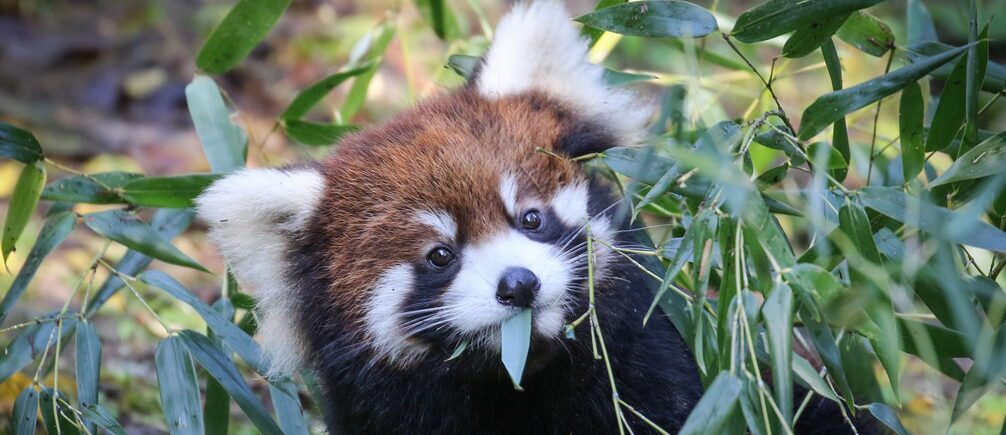 red panda eat bamboo
