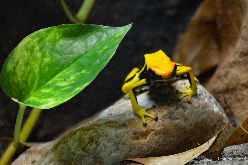 dyeign poison dart frog