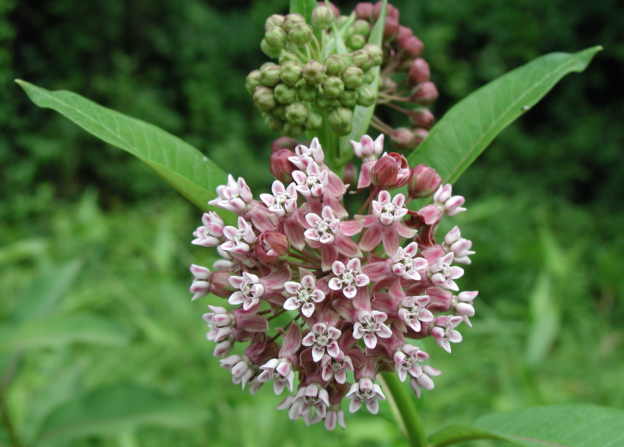 Planting Beauty and Butterfly Food