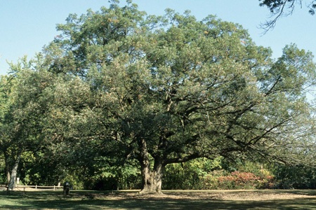 Restoring Native Wildlife with Oak Trees