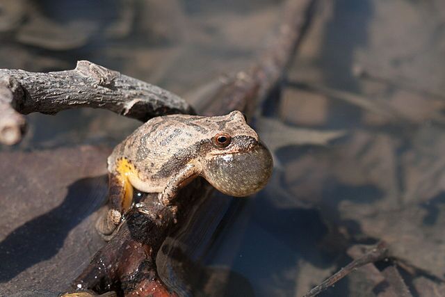 Loud Voices & Tiny Bodies: FrogWatch