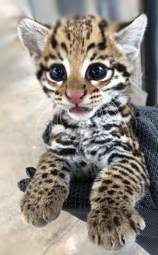 ocelot