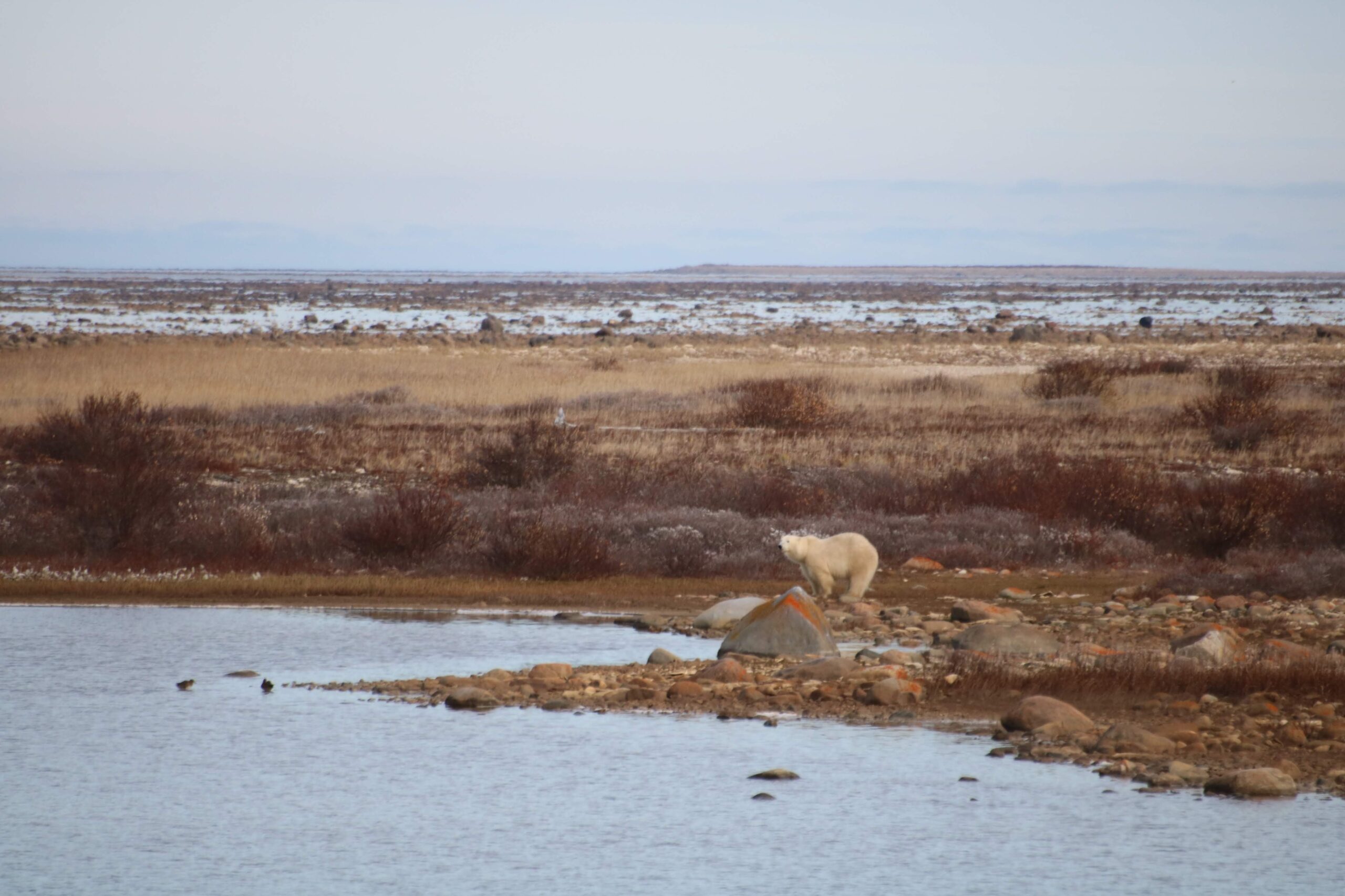 Reflecting on International Polar Bear Day