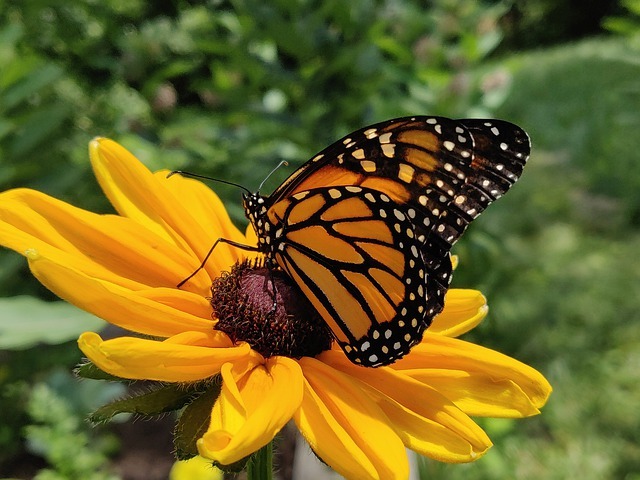 Cincinnati Zoo & Botanical Garden Landscaping Classes on Sale Now