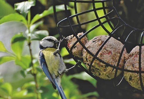 Tips for Attracting Backyard Songbirds
