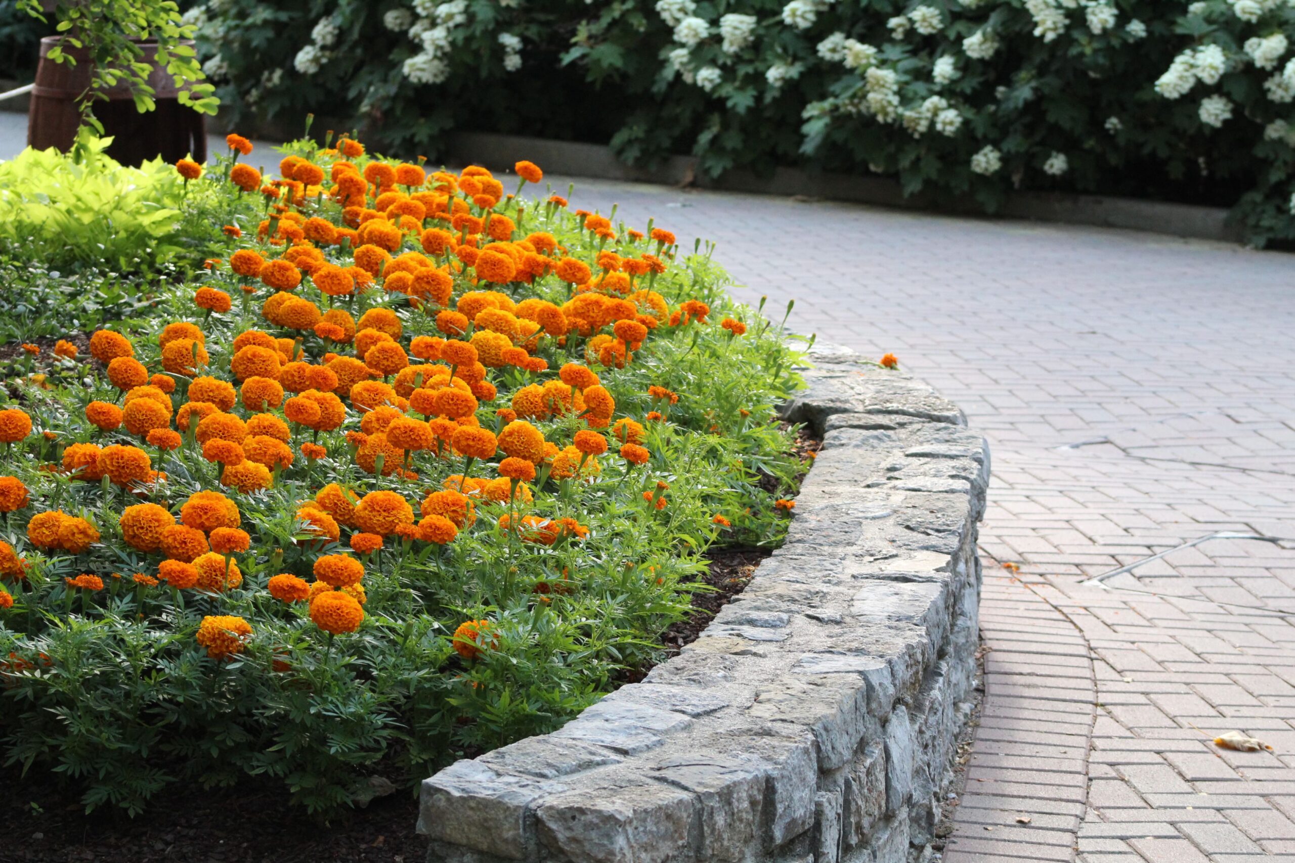marigolds