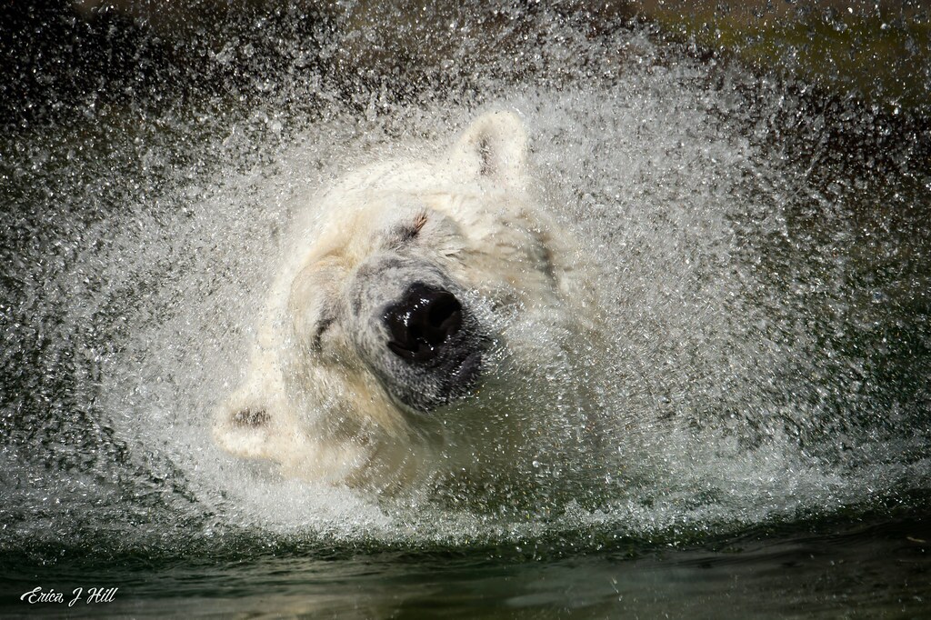 A Beary Important Day!