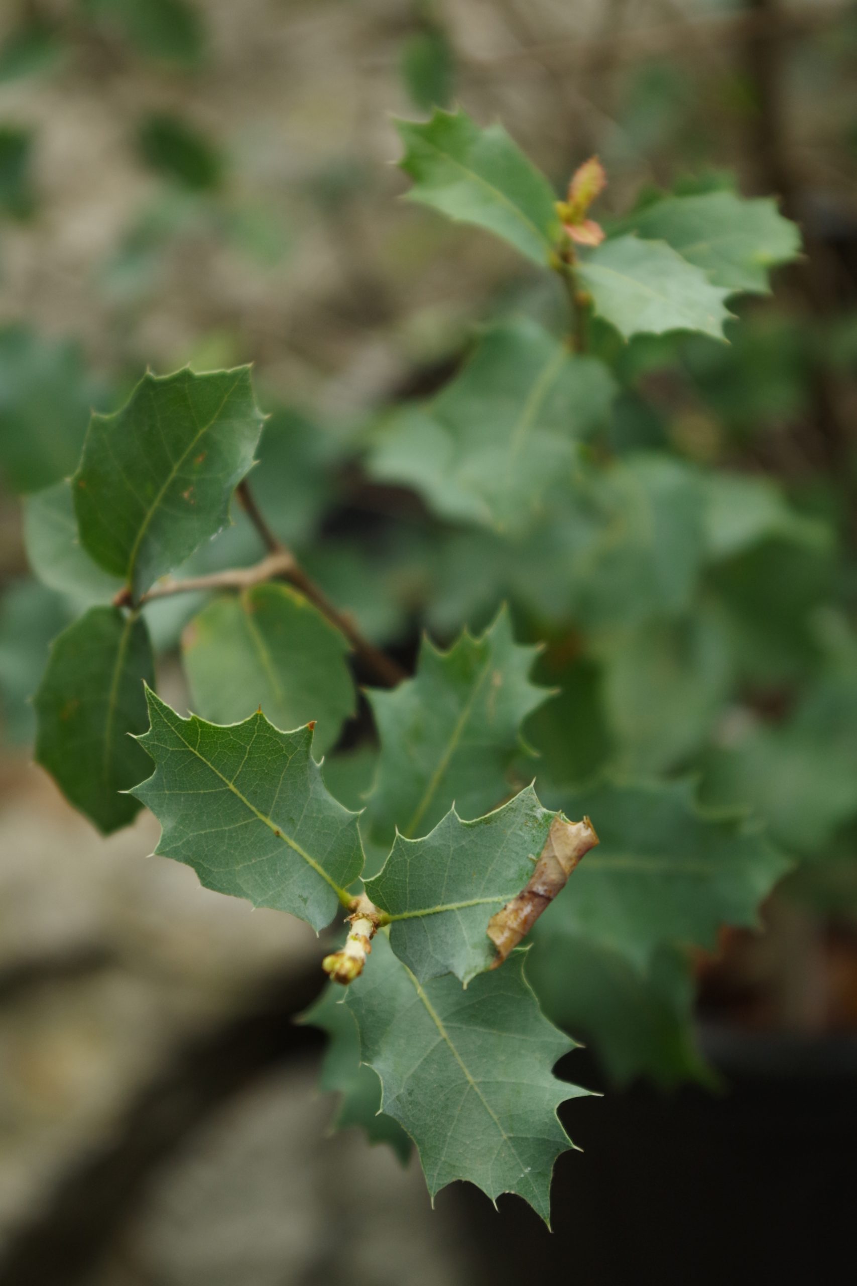 Quercus hinckleyi