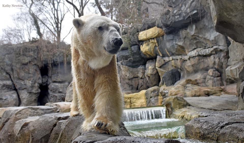 Cincinnati Zoo Mourns Loss of Beloved  Polar Bear “Little One”