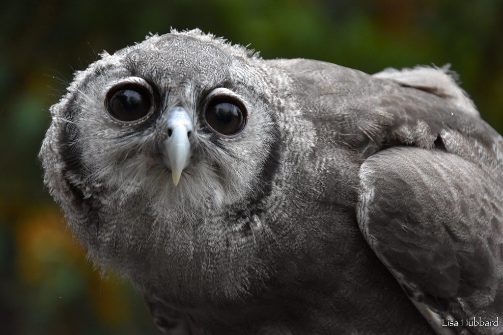ori milky eagle owl