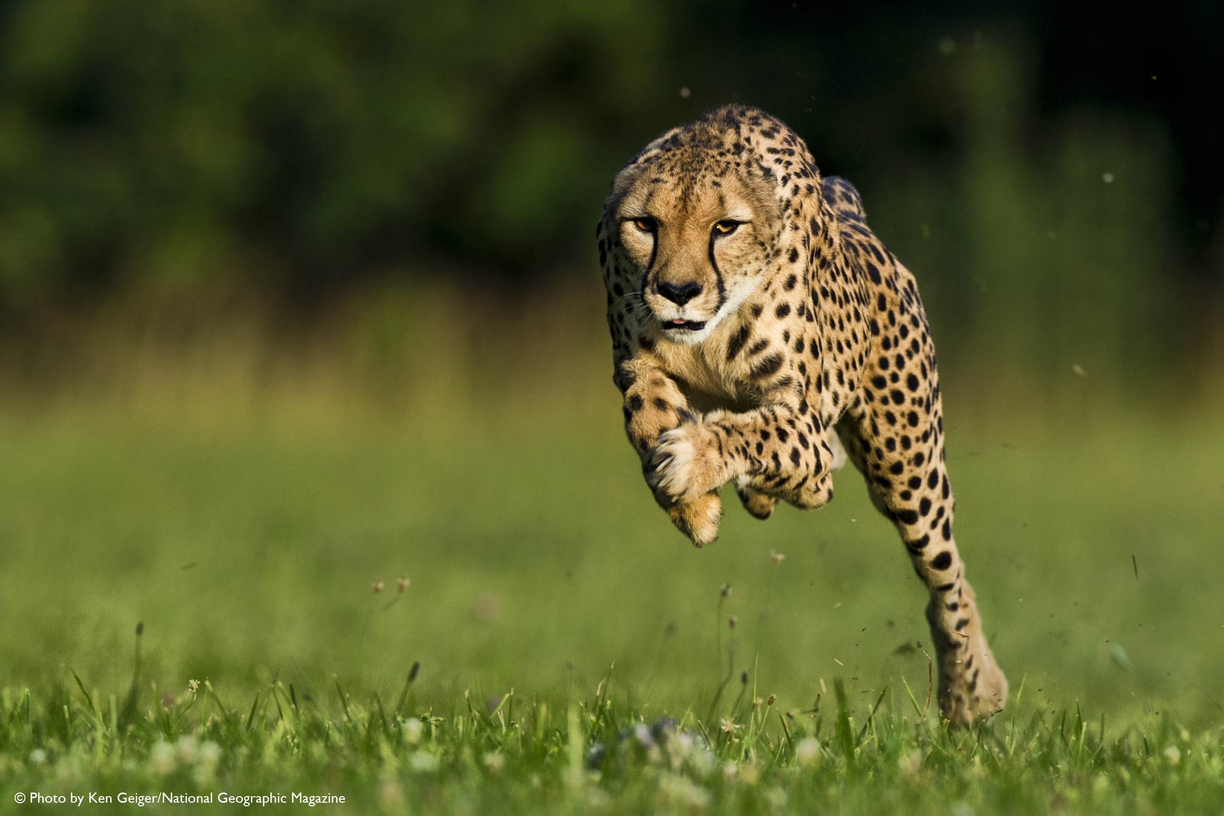 cheetah running