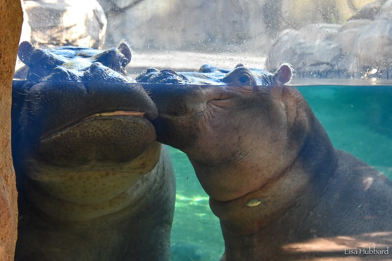 fiona kissing bibis cheek