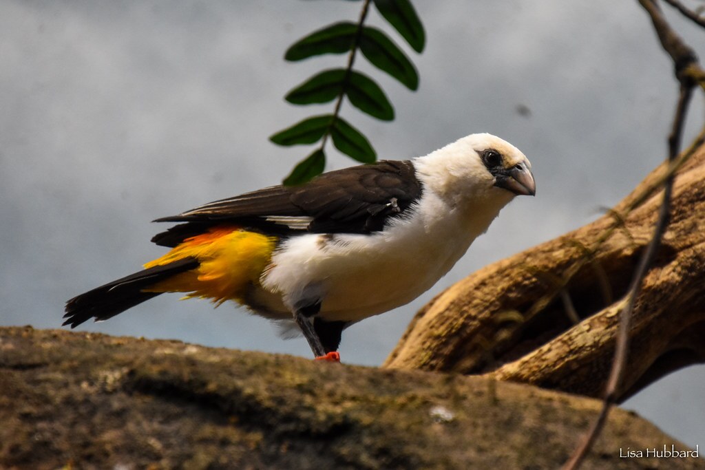 white headed buffalo weaver