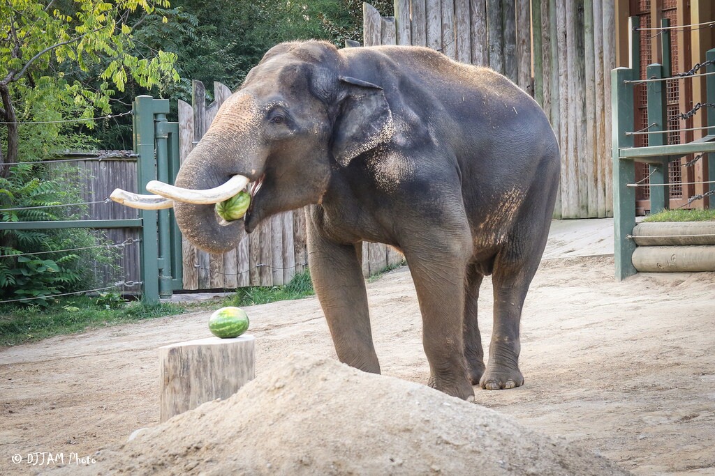 Beloved Bull Elephant Returns to Cincinnati Zoo