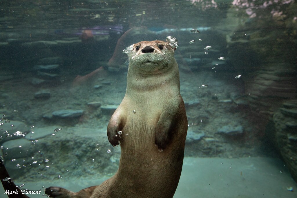 Cincinnati Zoo is Offering Hamilton County Residents Half-Price Admission This Weekend