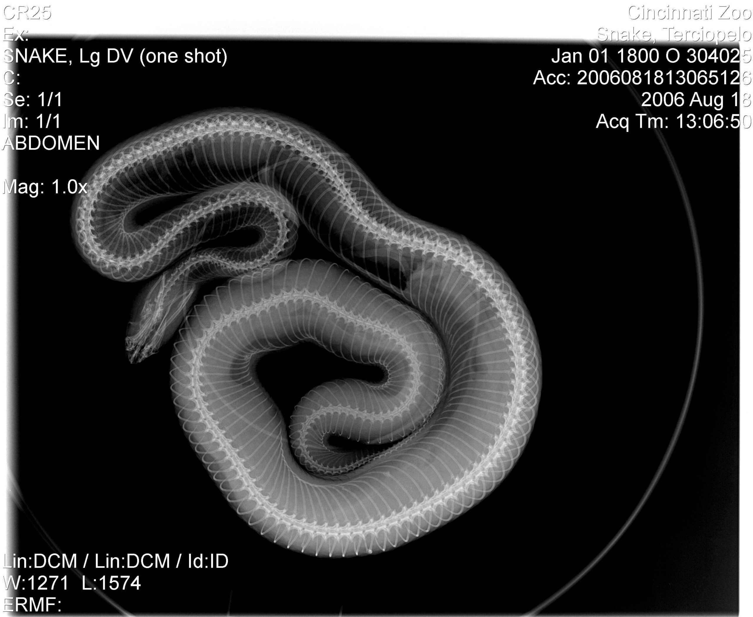 How do you give a king cobra a check-up?