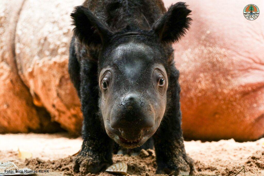 Sumatran Rhino Born
