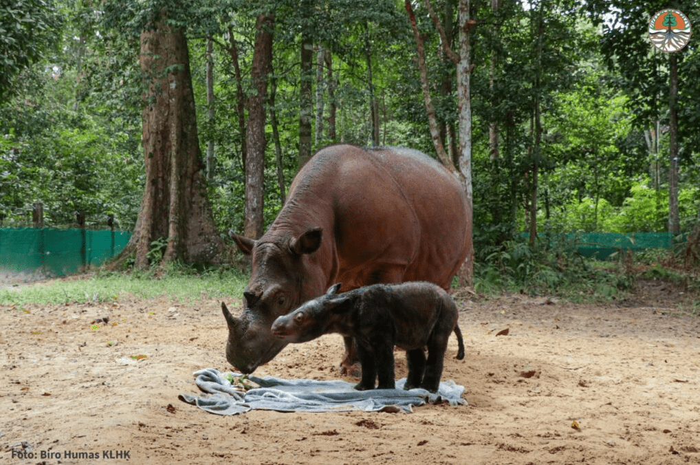 new sumatran rhino calf