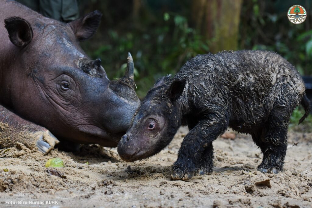 sumatran rhino calf