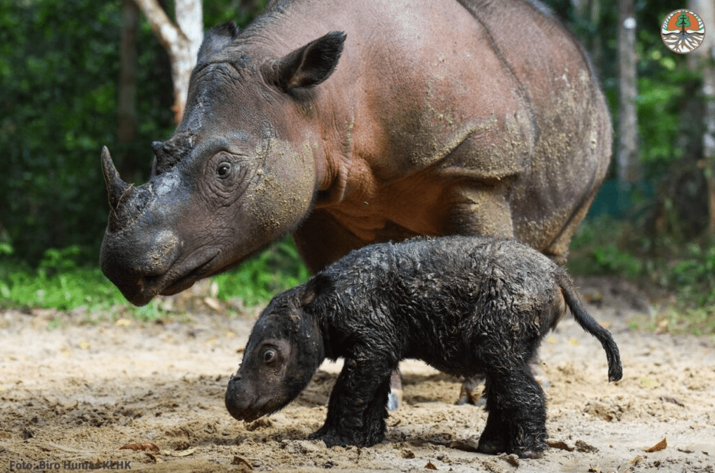 sumatran rhino calf