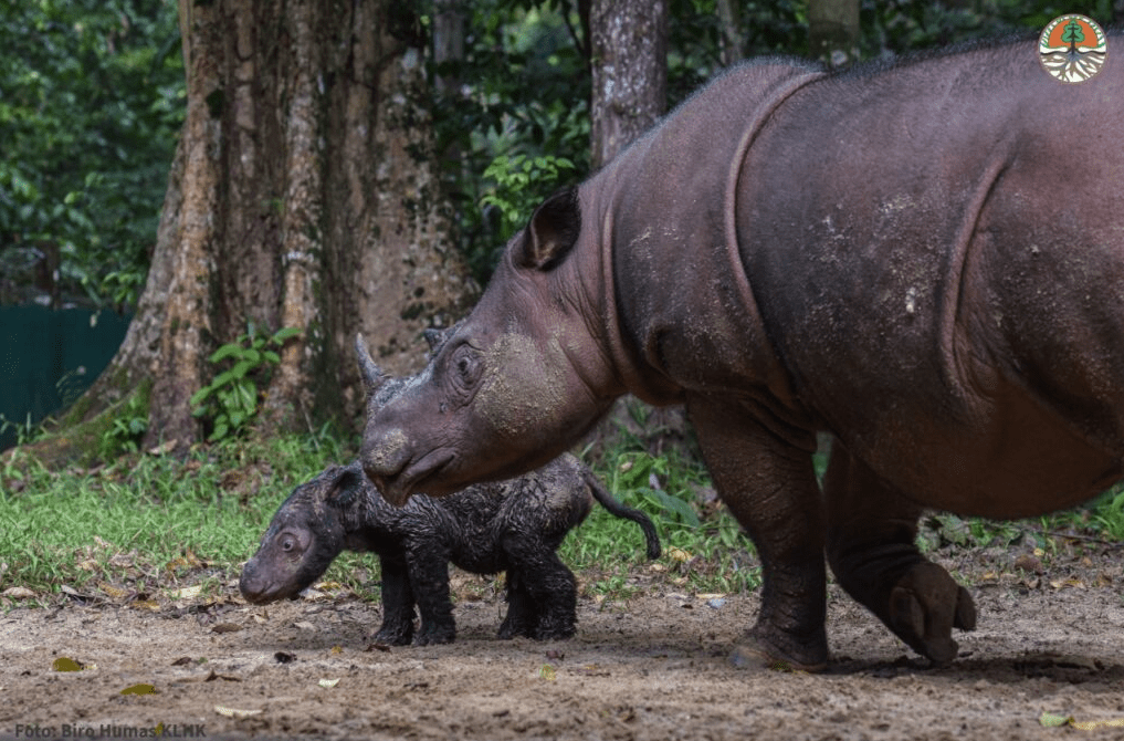 sumatran rhino calf