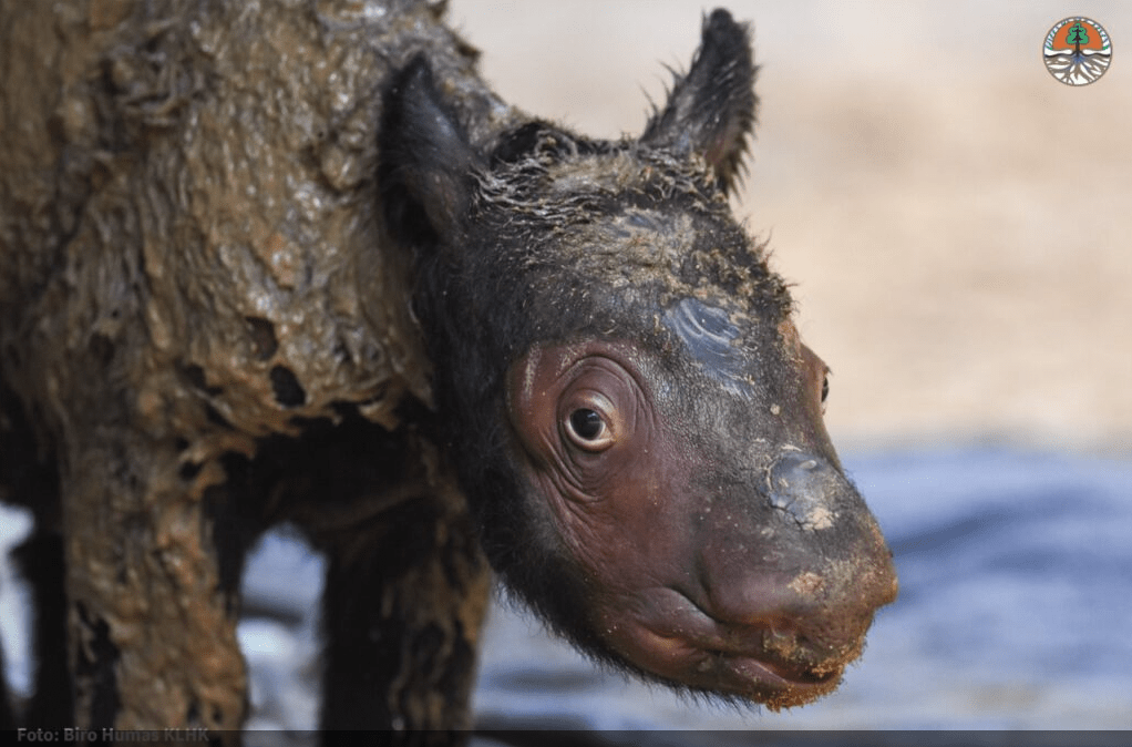 sumatran rhino calf