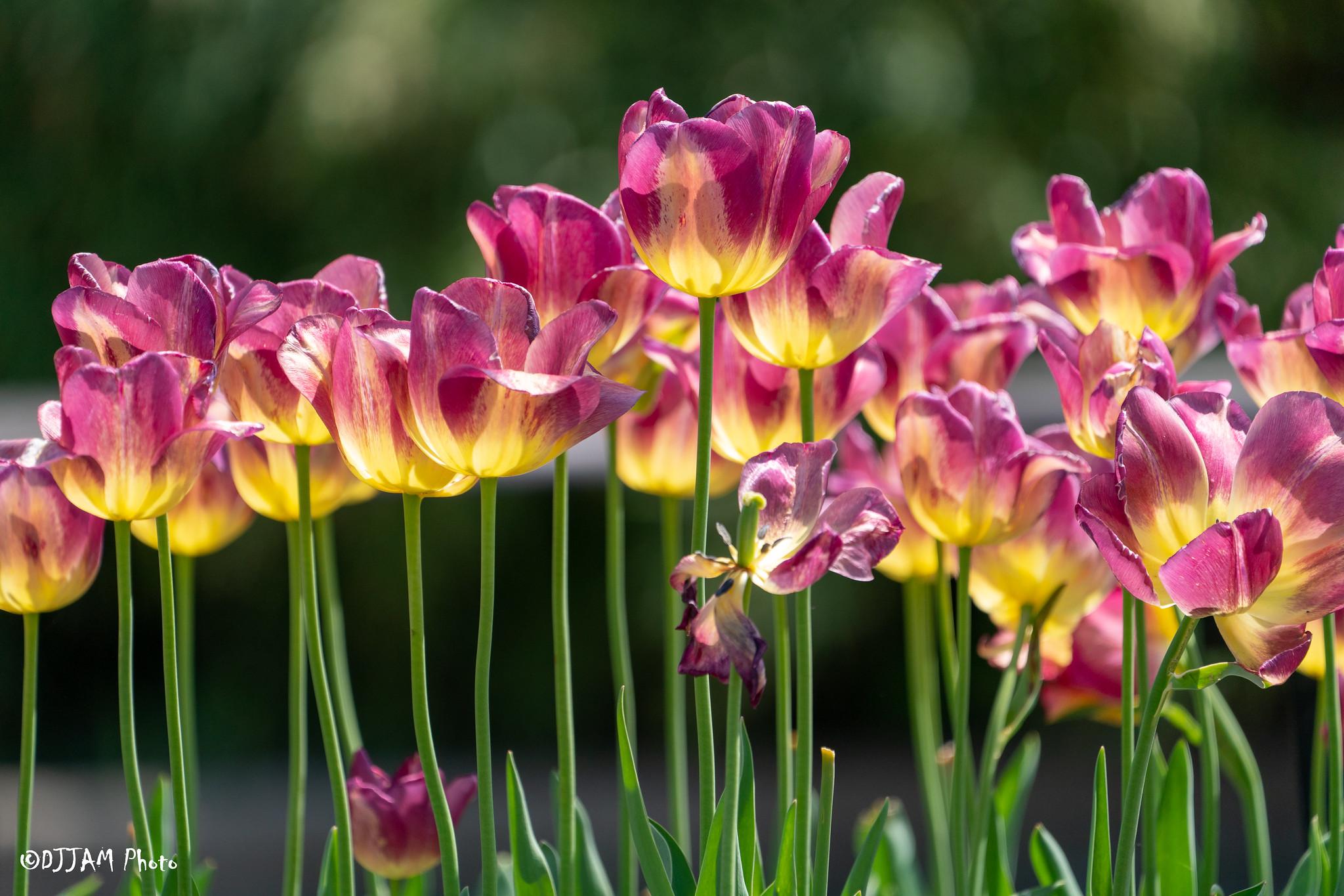 Cincinnati Zoo & Botanical Garden is Bloomin’ Beautiful! 