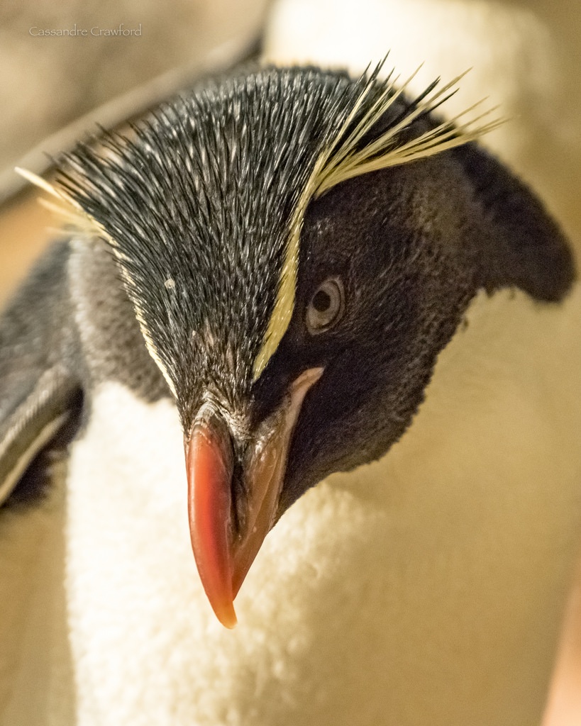 Rockhopper penguin