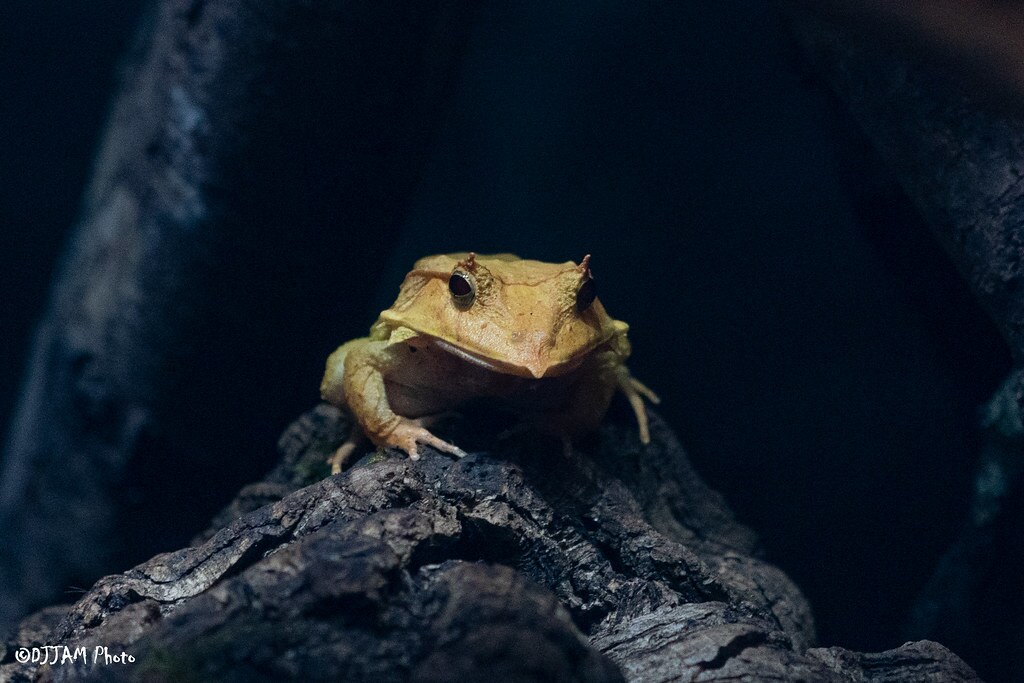 solomon island leaf frog
