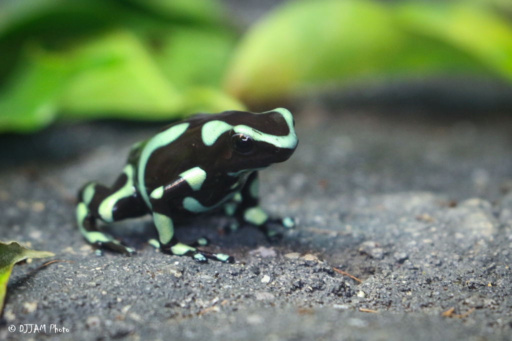 Green and black poison dart frog