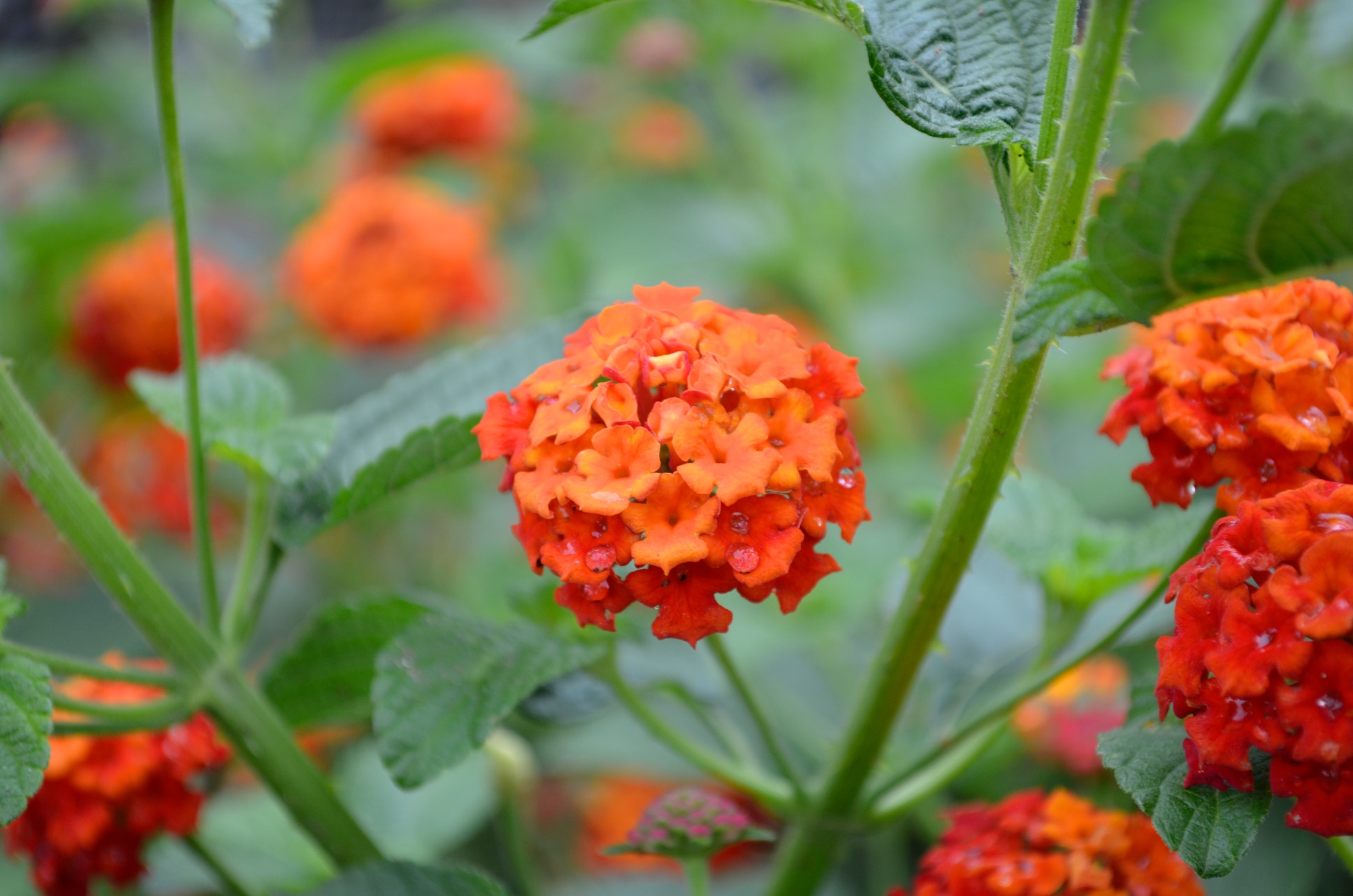 Time to Plant Annuals