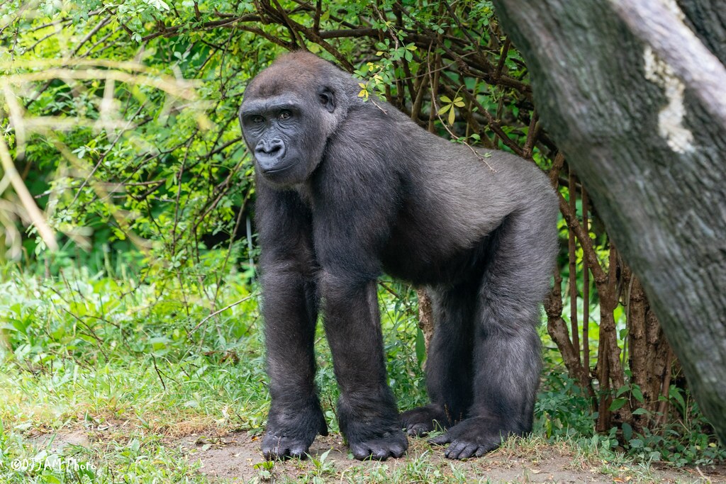 Your Old iPod Can Help Save Gorillas