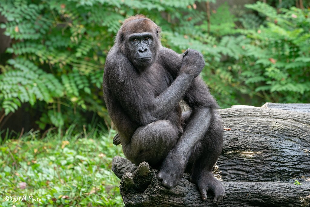 gladys gorilla looking forward