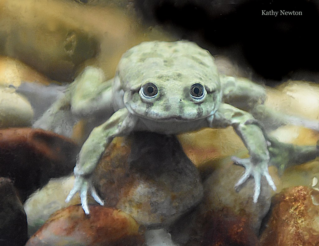 titicaca water frog app