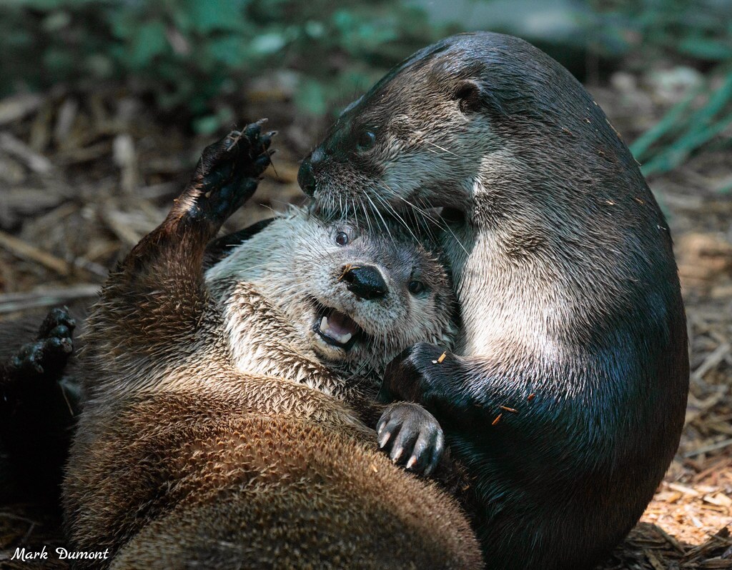 Otterly Amazing Conservation Collaboration