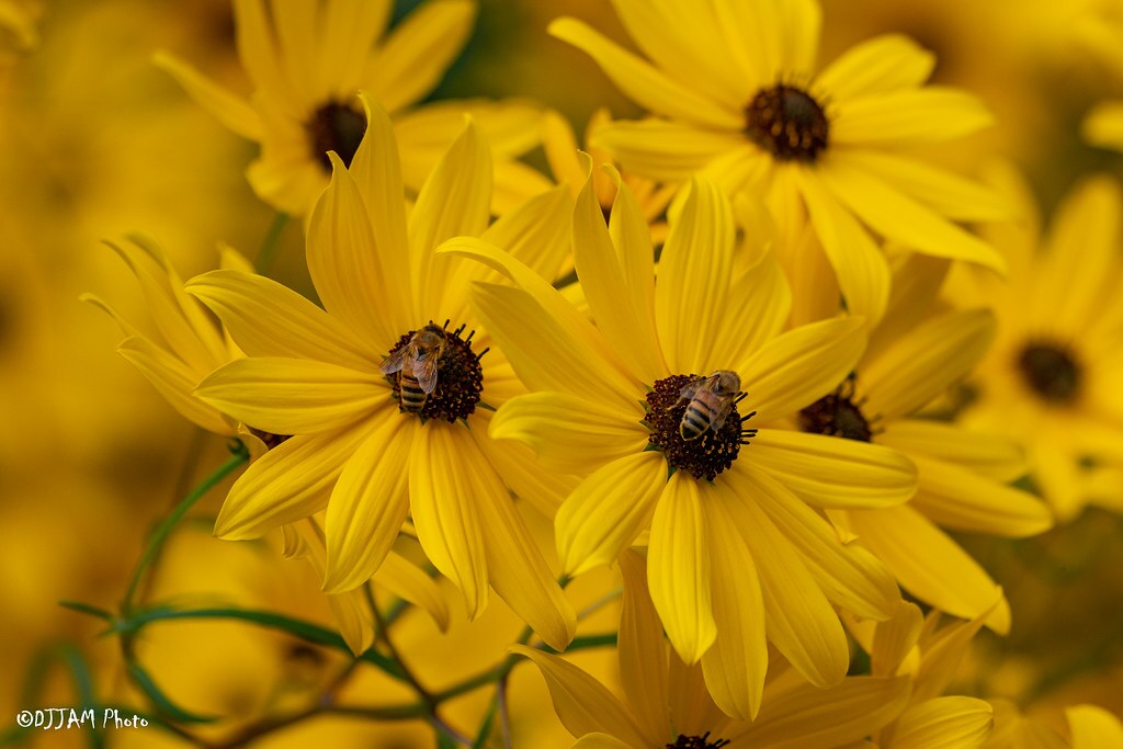 Milkweed and Monarchs