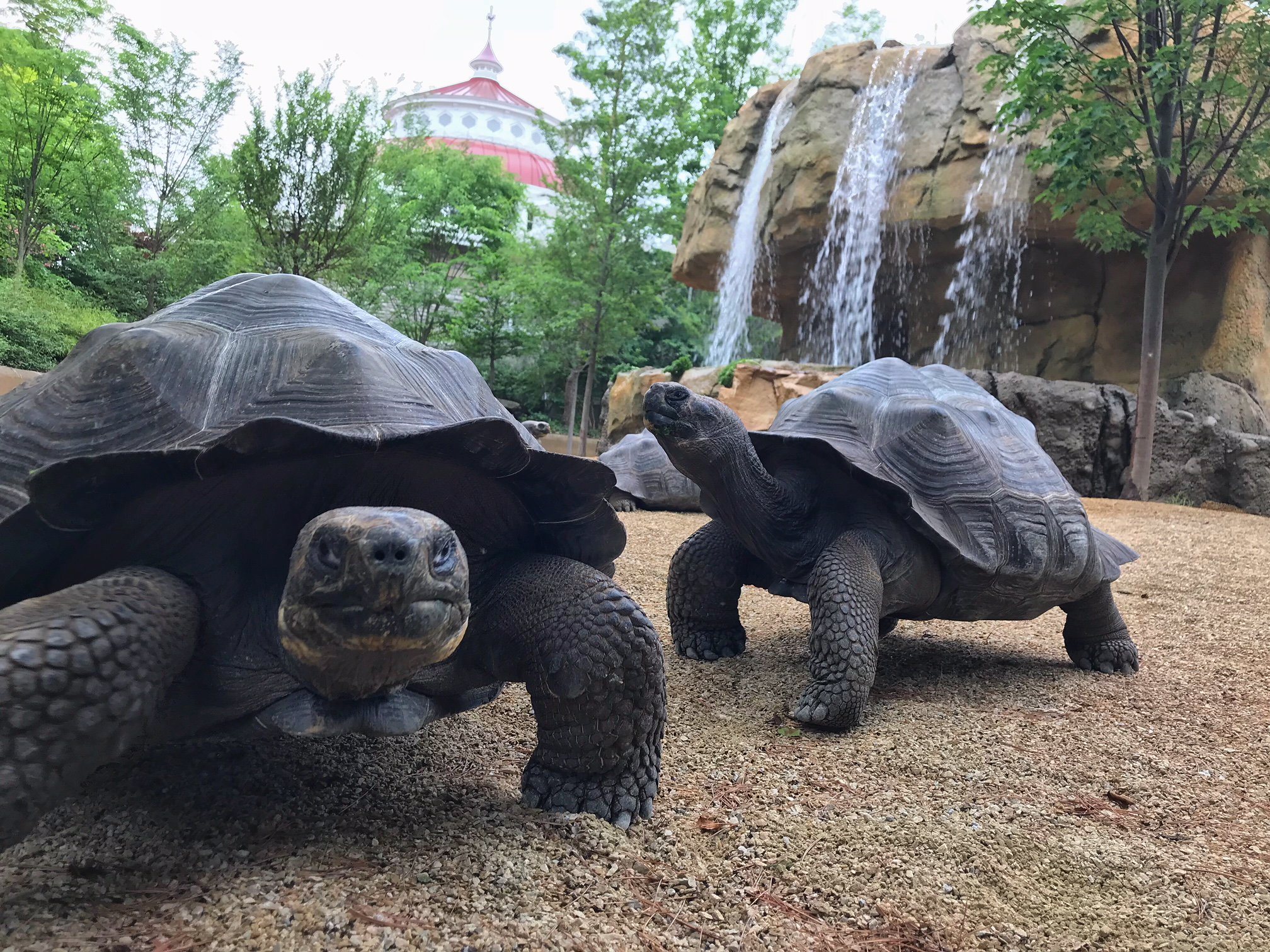 galapagos tortoise on land