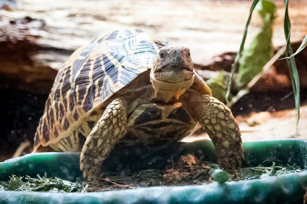 turtle on land