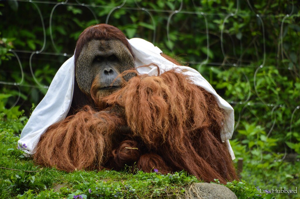Happy International Orangutan Day!