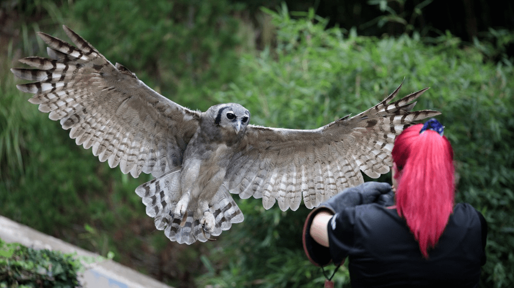 ori milky eagle owl flying towards keeper keri ann's arm