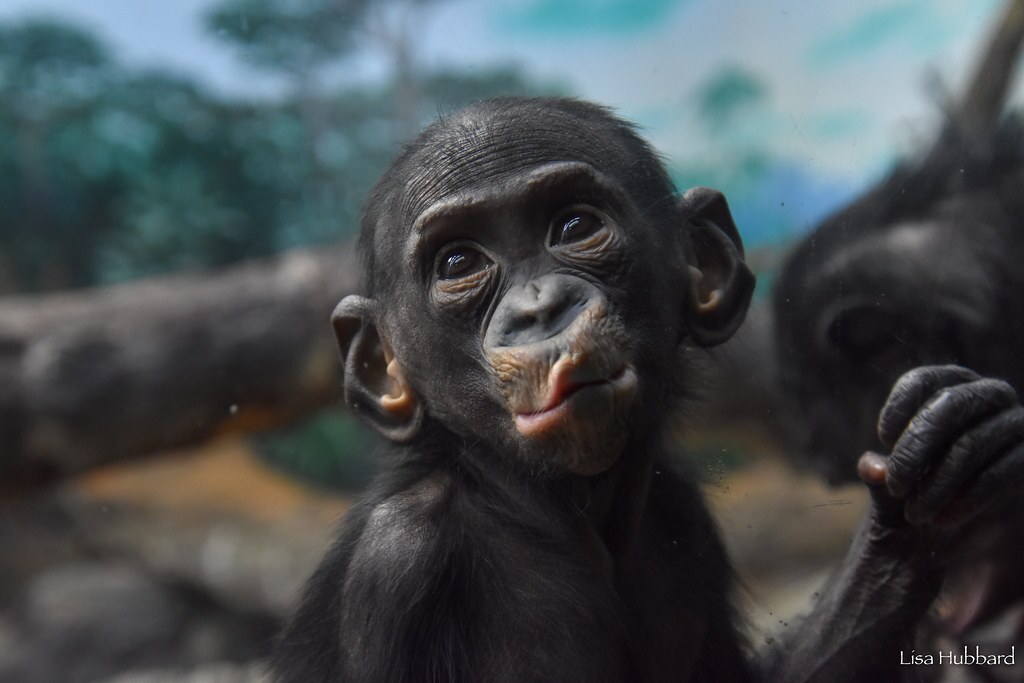 We 💚 World Bonobo Day