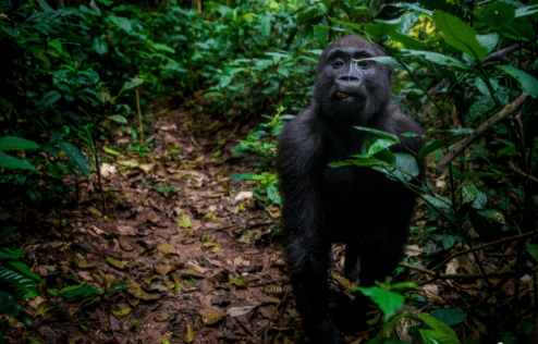 Important Piece in the Congo Conservation Puzzle in Place! 